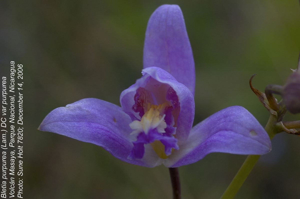 Orchidaceae Bletia purpurea