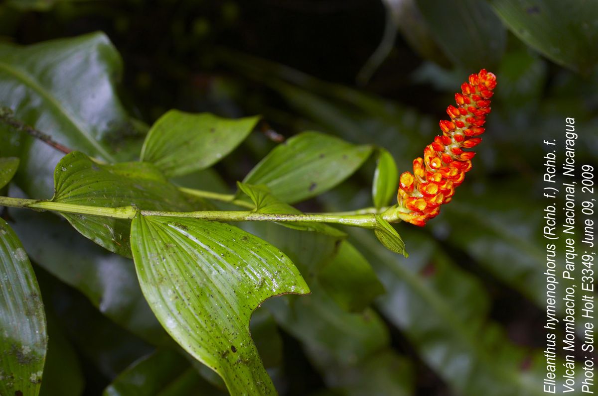 Orchidaceae Elleanthus hymenophorus