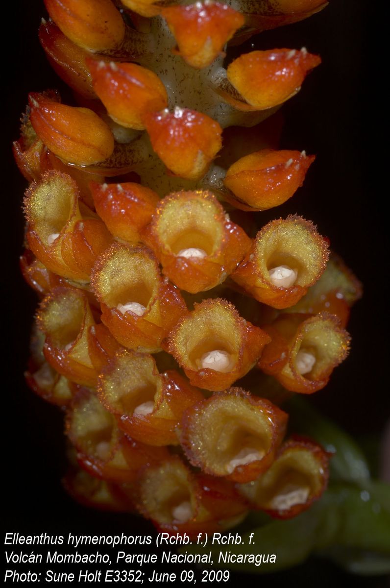 Orchidaceae Elleanthus hymenophorus