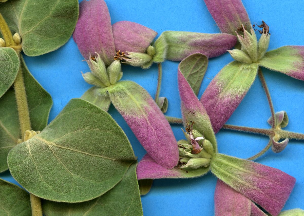 Lamiaceae Congea tomentosa