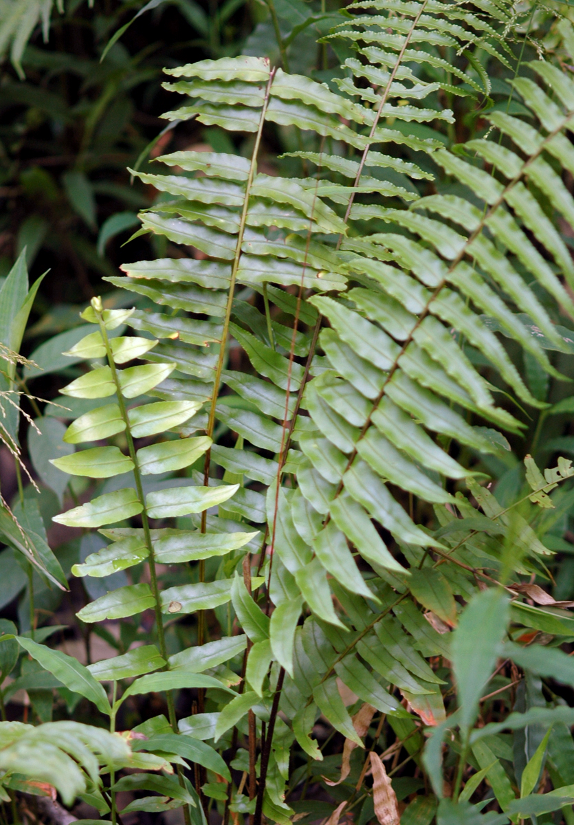 Nephrolepidaceae Nephrolepis acutifolia