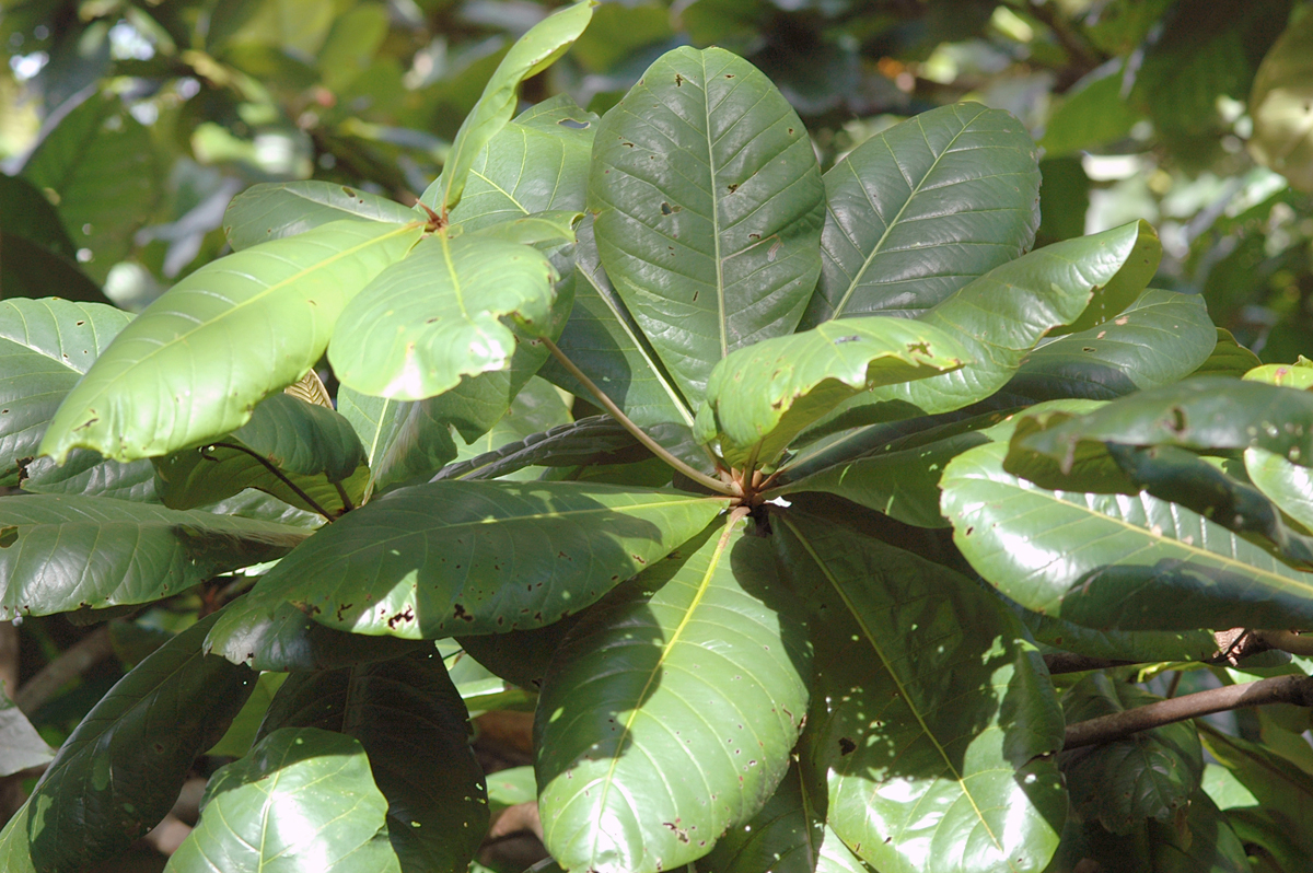 Combretaceae Terminalia catappa