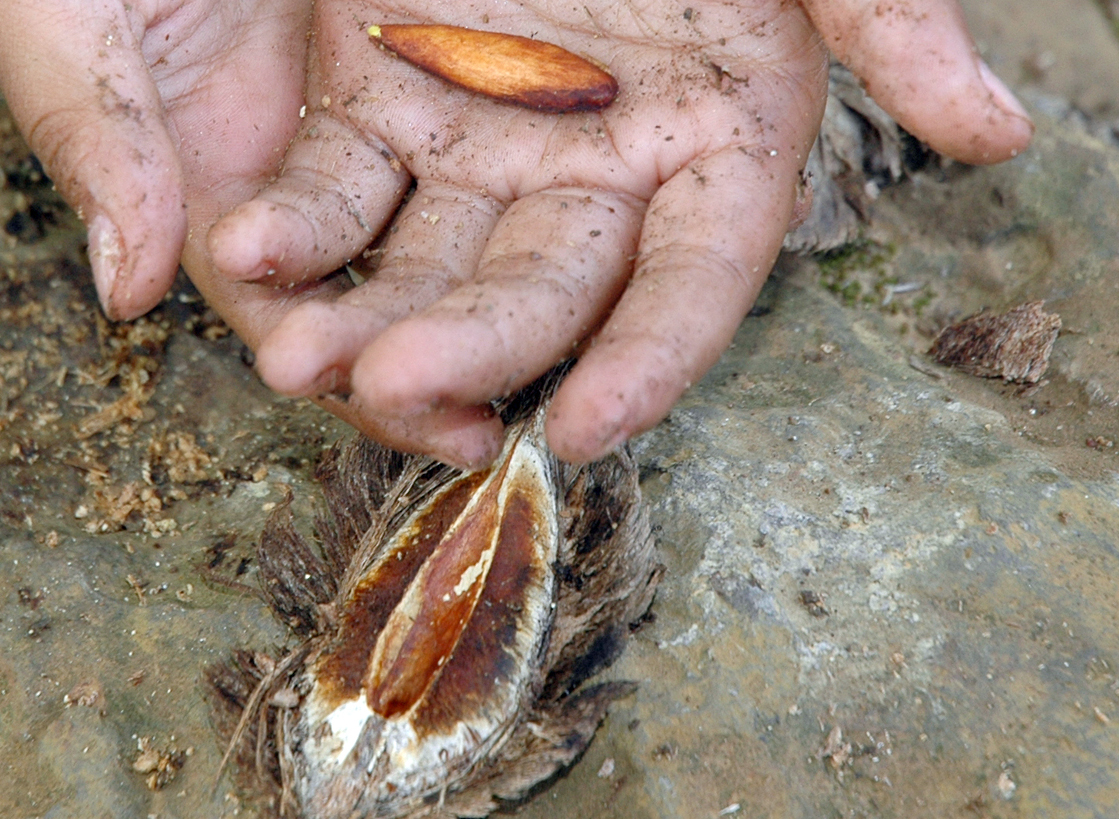 Combretaceae Terminalia catappa