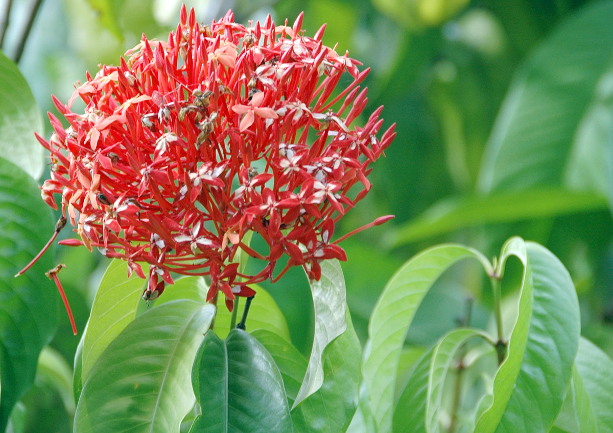 Rubiaceae Ixora casei