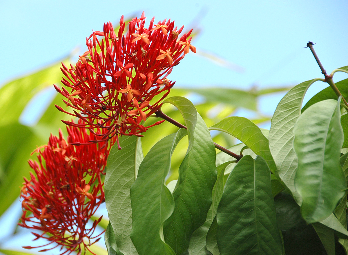 Rubiaceae Ixora casei