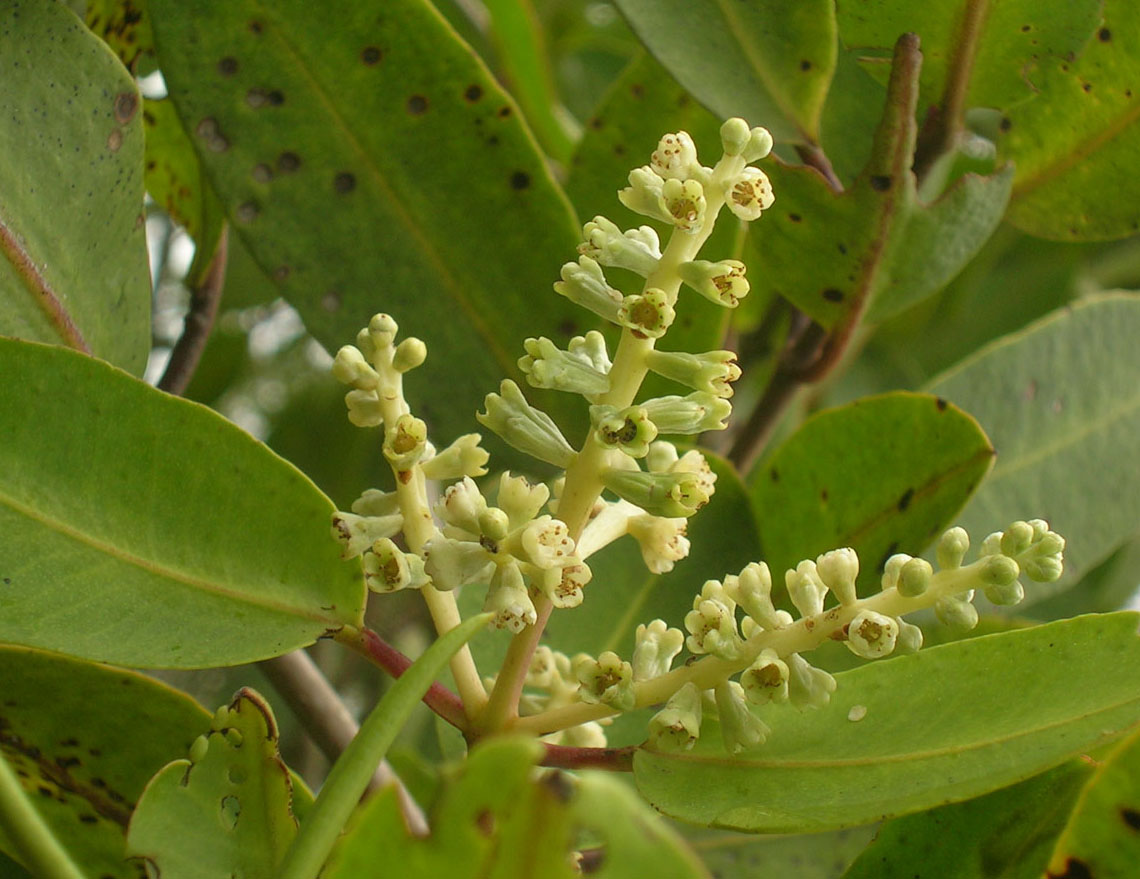 Combretaceae Laguncularia racemosa