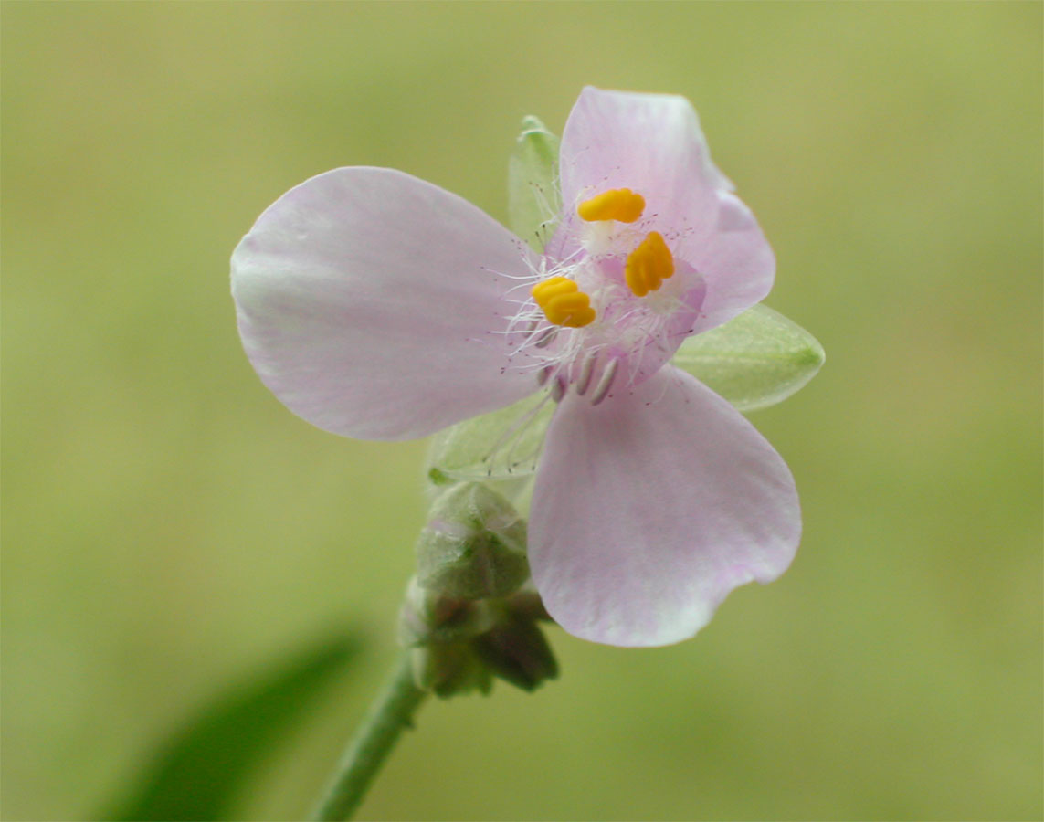 Commelinaceae Tripogandra diuretica