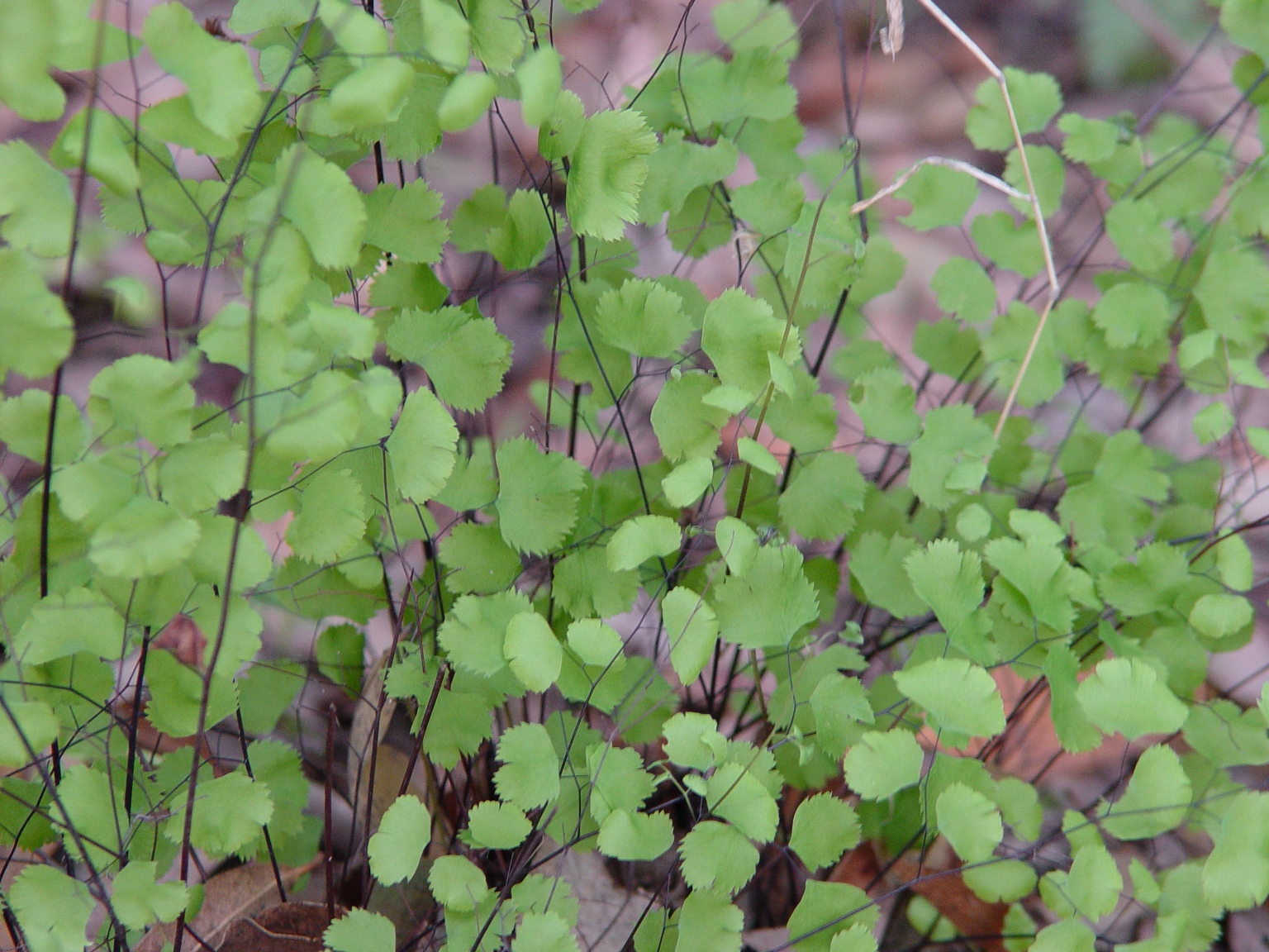 Pteridaceae Adiantum jordanii