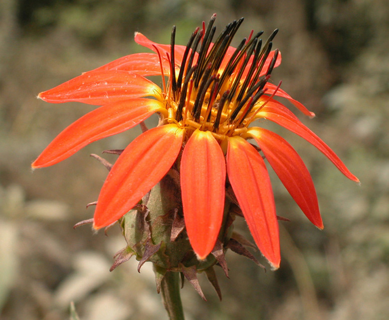 Asteraceae Mutisia campanulata