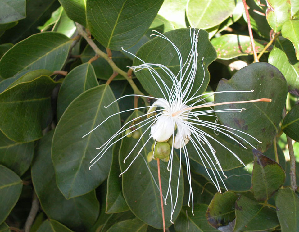 Capparaceae Capparis flexuosa