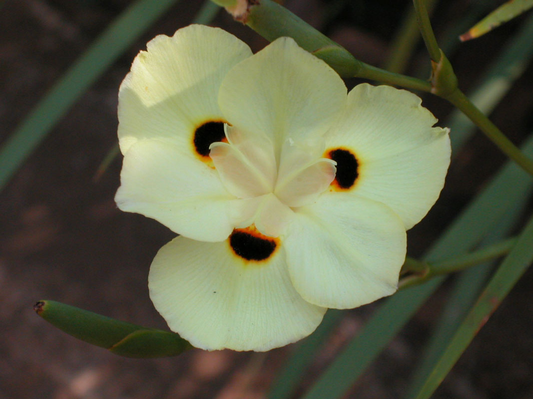 Iridaceae Dietes bicolor