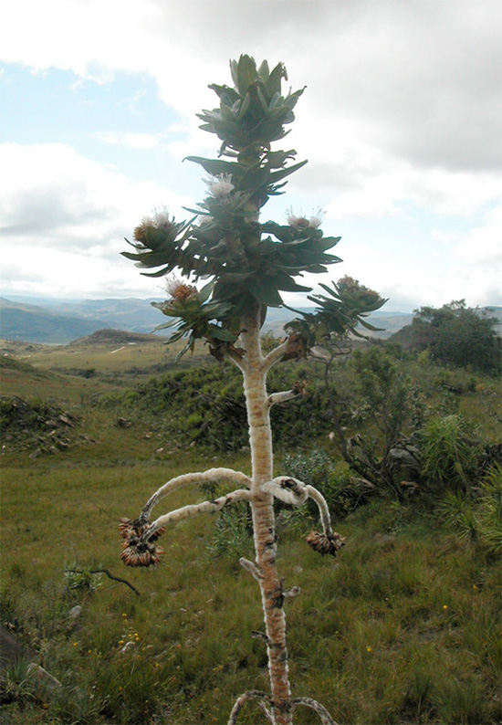 Asteraceae Lychnophora 