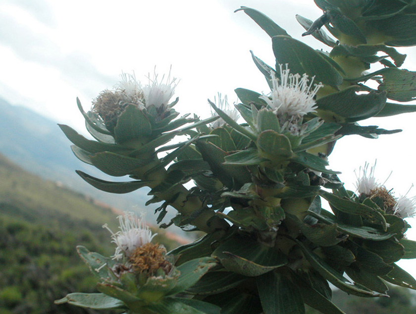 Asteraceae Lychnophora 