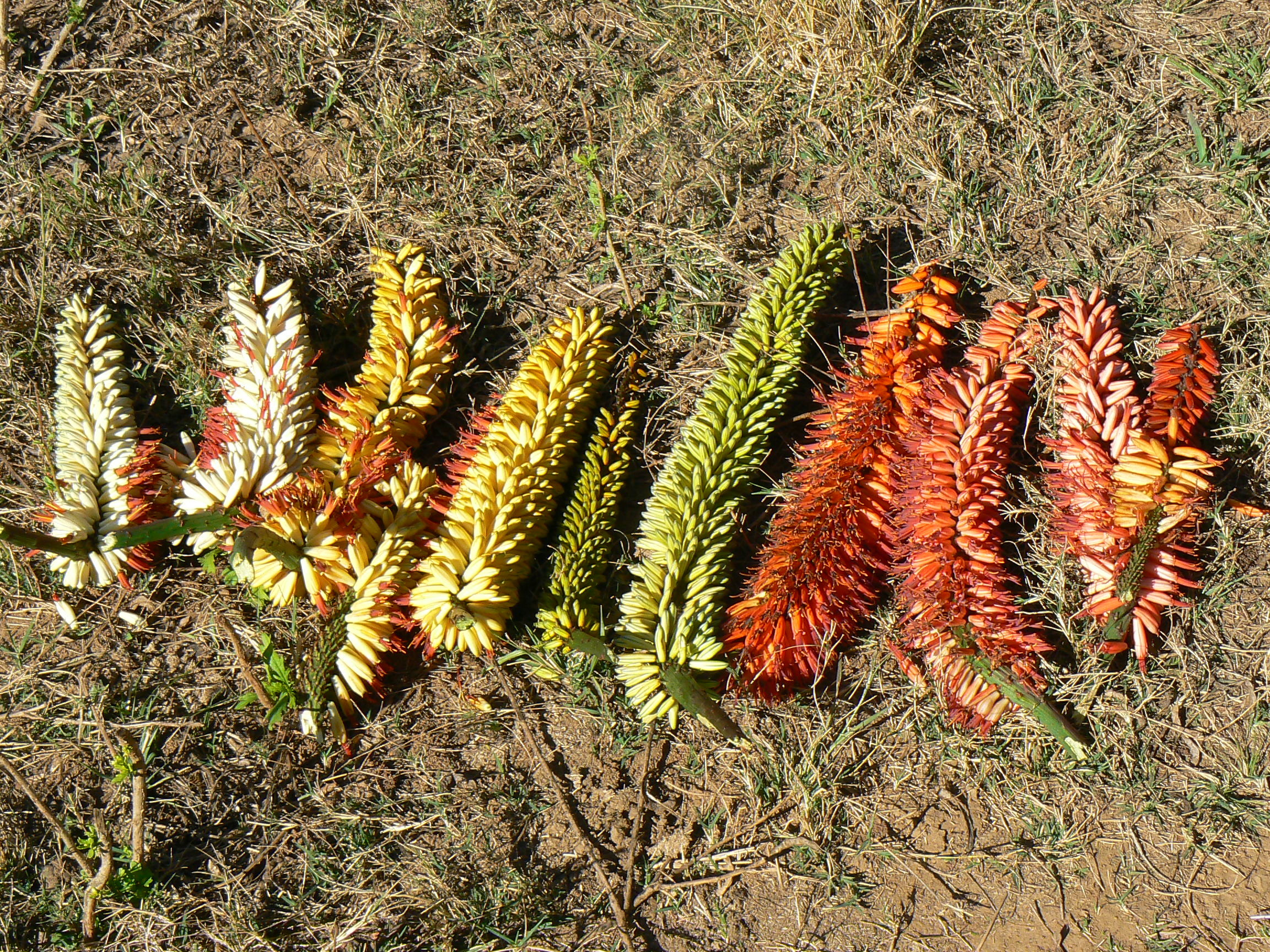 Asphodelaceae Aloe ferox