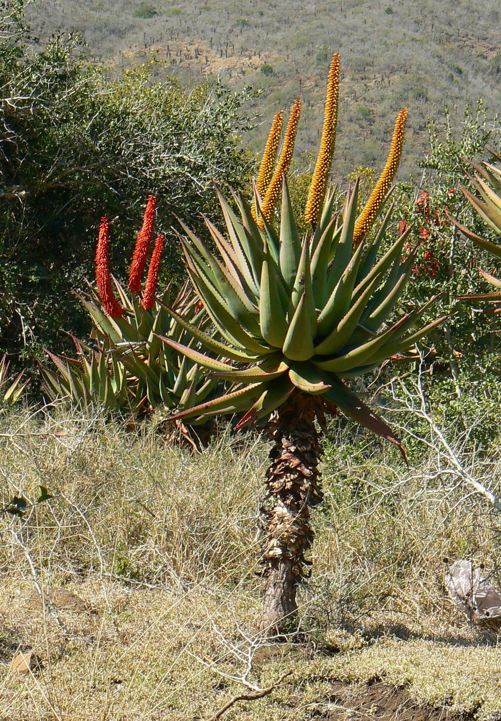 Asphodelaceae Aloe ferox