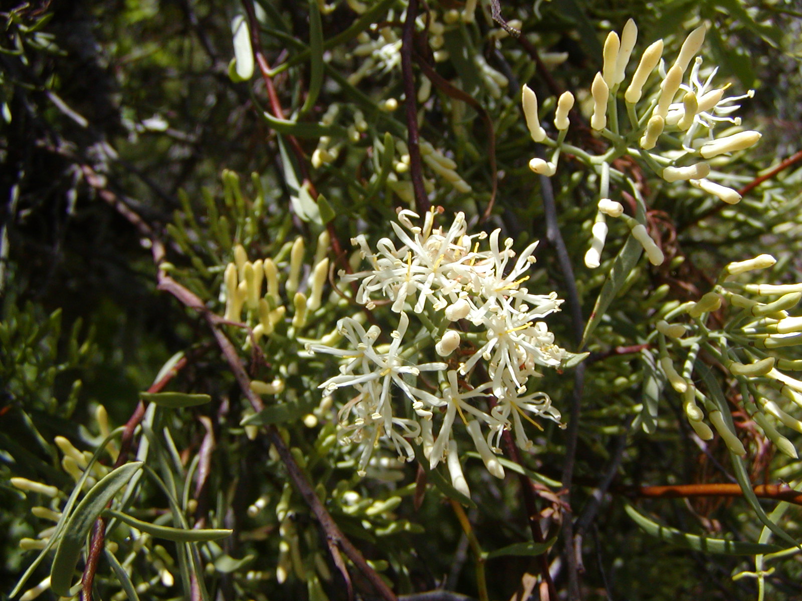 Loranthaceae Tripodanthus flagellaris