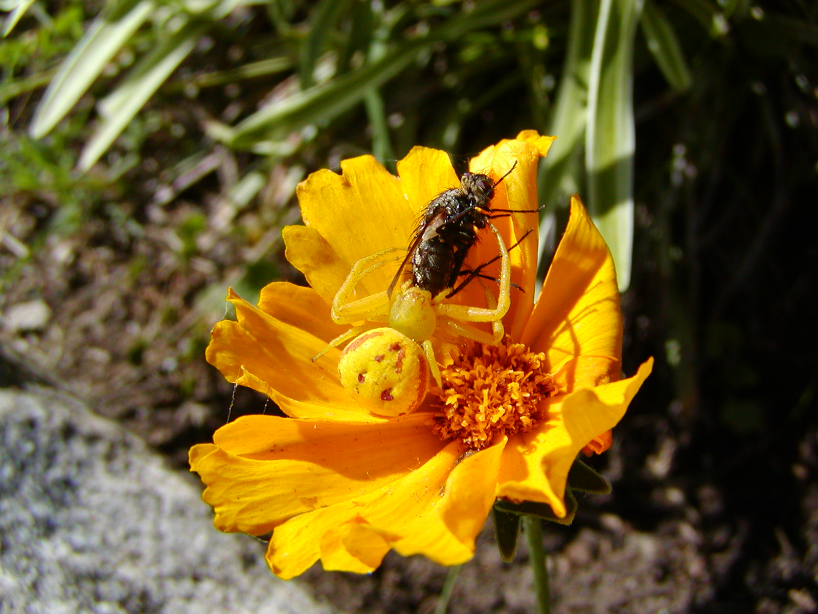 Asteraceae Coreopsis angustifolia