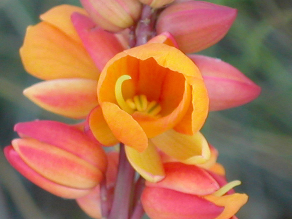 Fabaceae Chamaecrista ochnacea