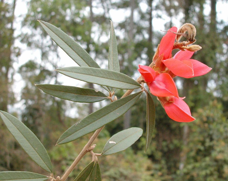 Fabaceae Collaea speciosa