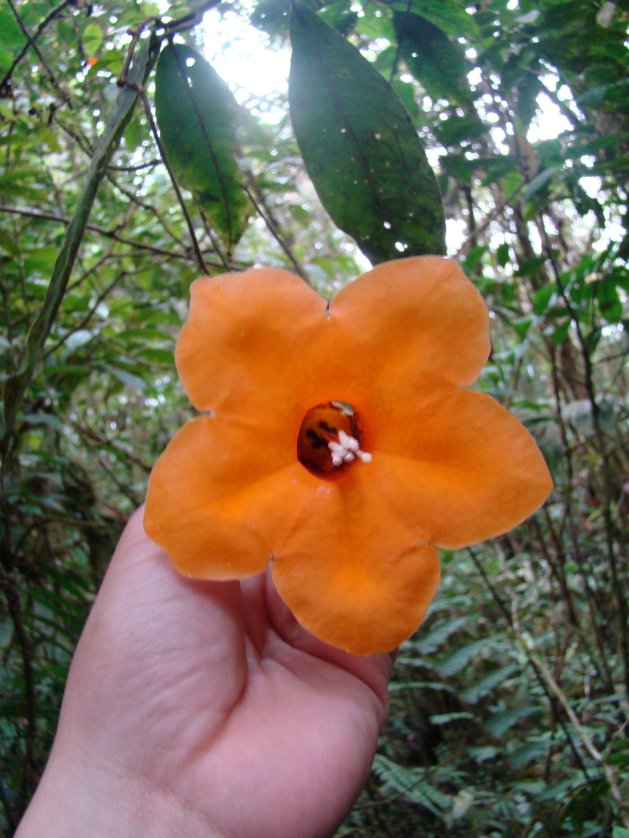 Solanaceae Markea lopezii