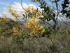 image of Vochysia rotundifolia