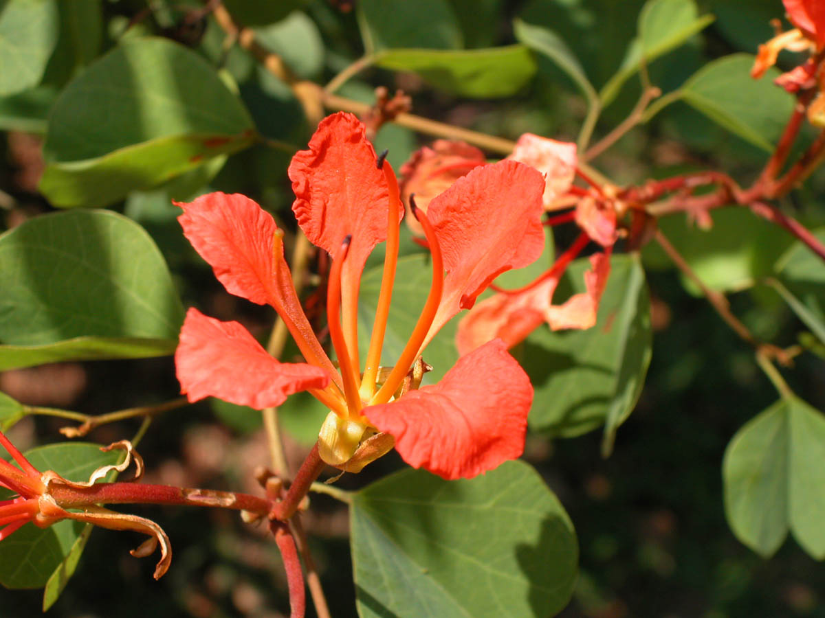 Fabaceae Bauhinia galpinii