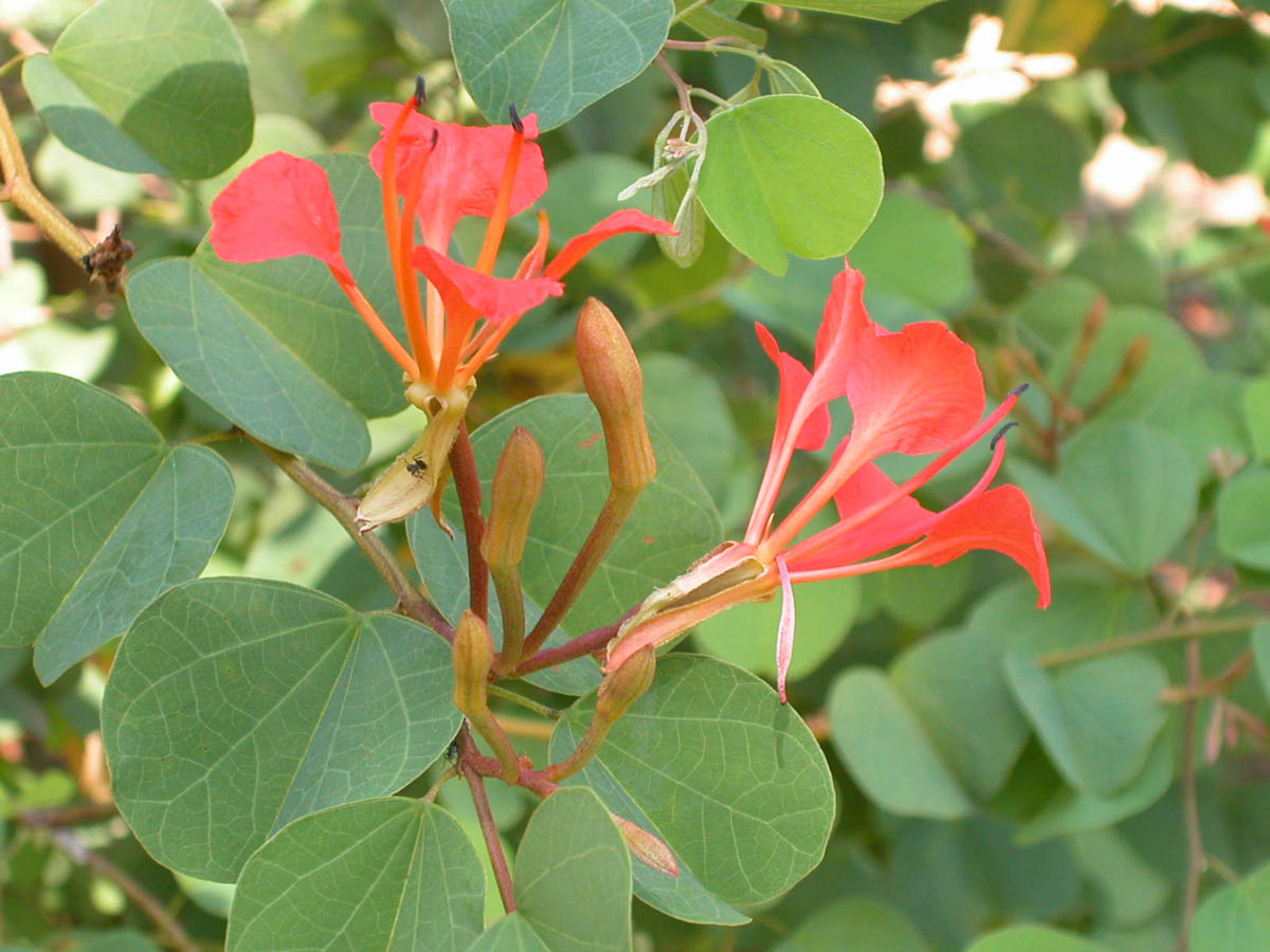 Fabaceae Bauhinia galpinii