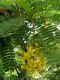 image of Cassia ferruginea
