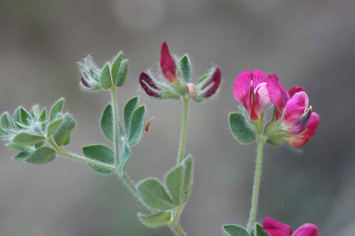 Fabaceae Lotus aduncus