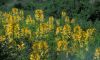 image of Cleome lutea