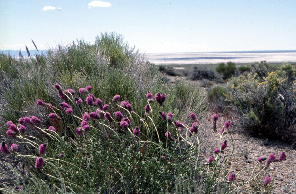 Fabaceae Dalea searlsiae