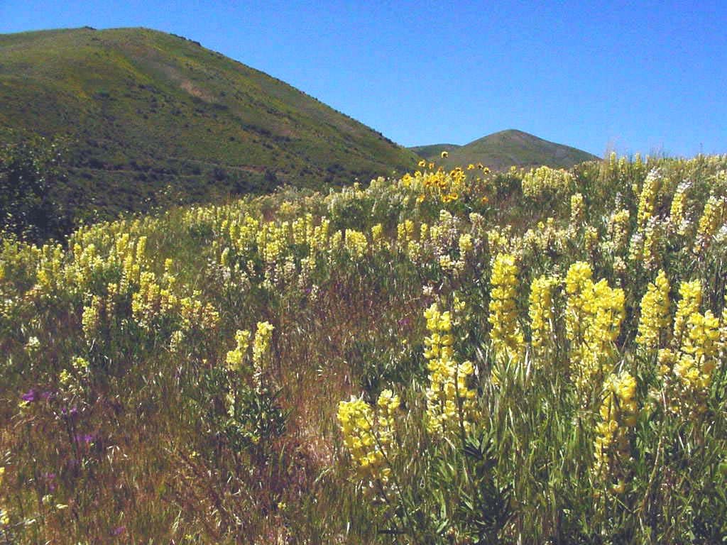 Fabaceae Lupinus arbustus