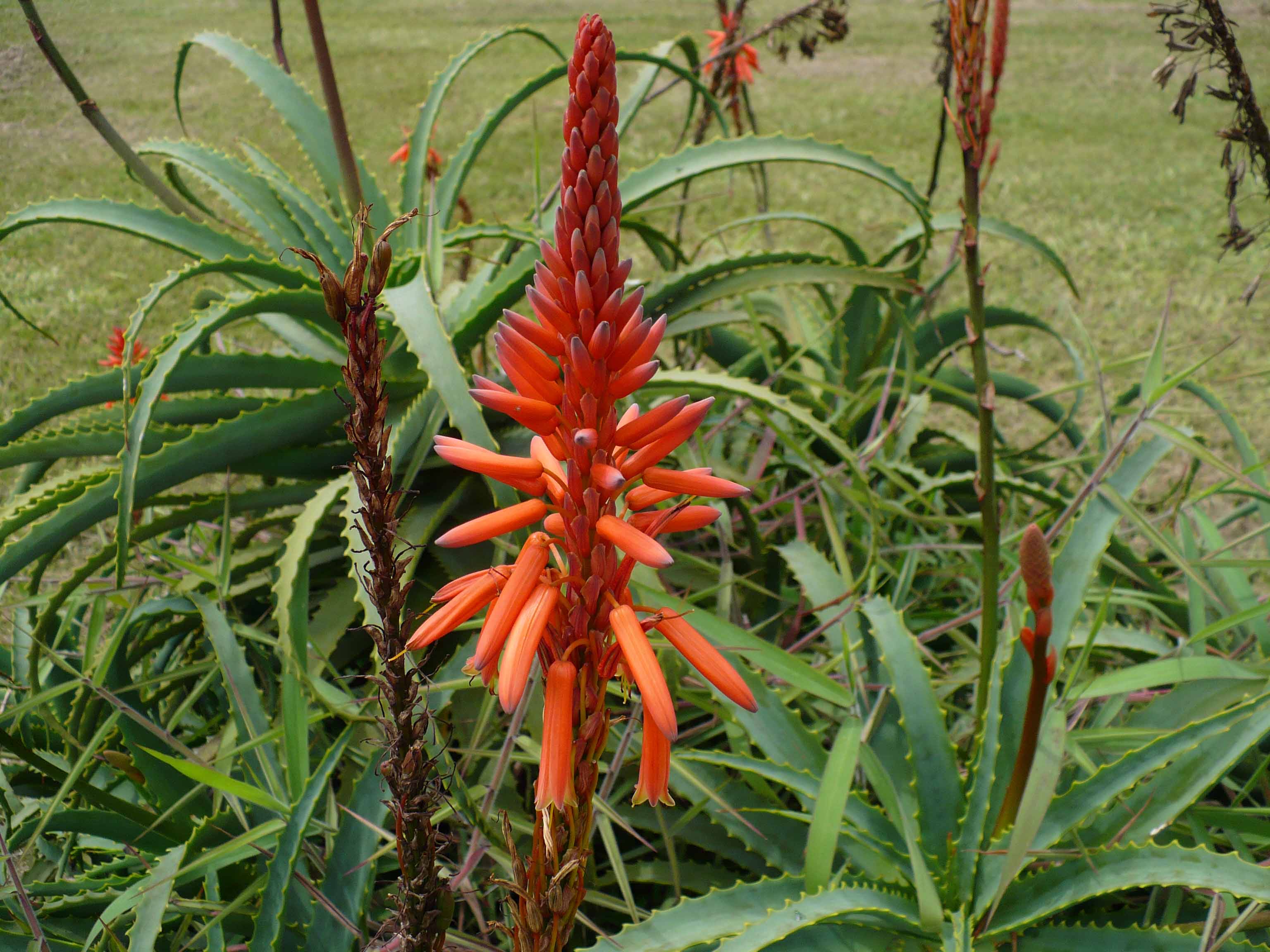 Asphodelaceae Aloe arborescens