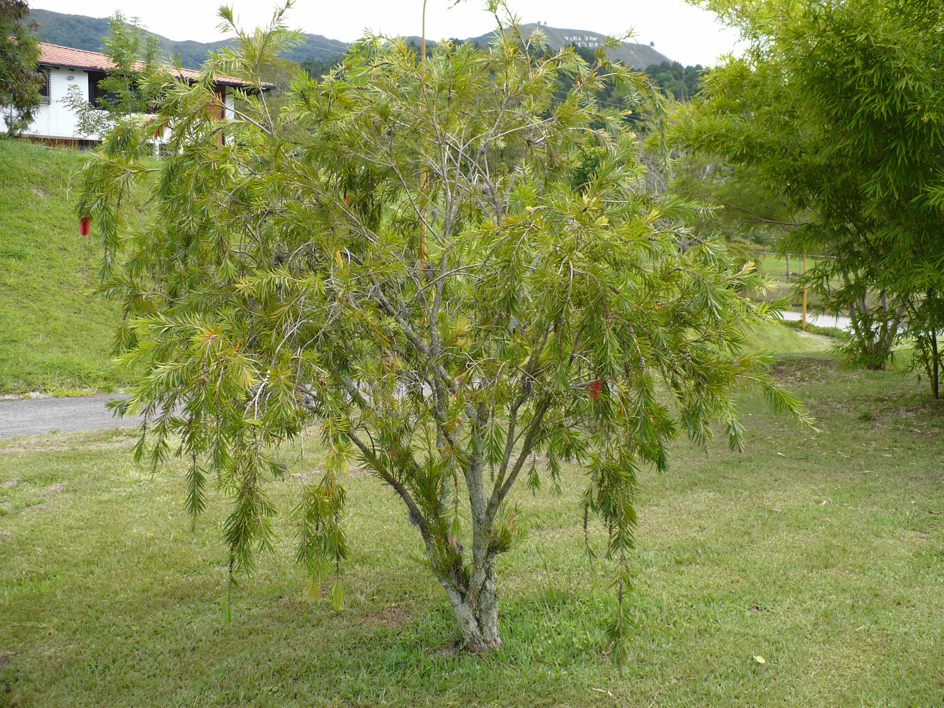 Myrtaceae Callistemon speciosus