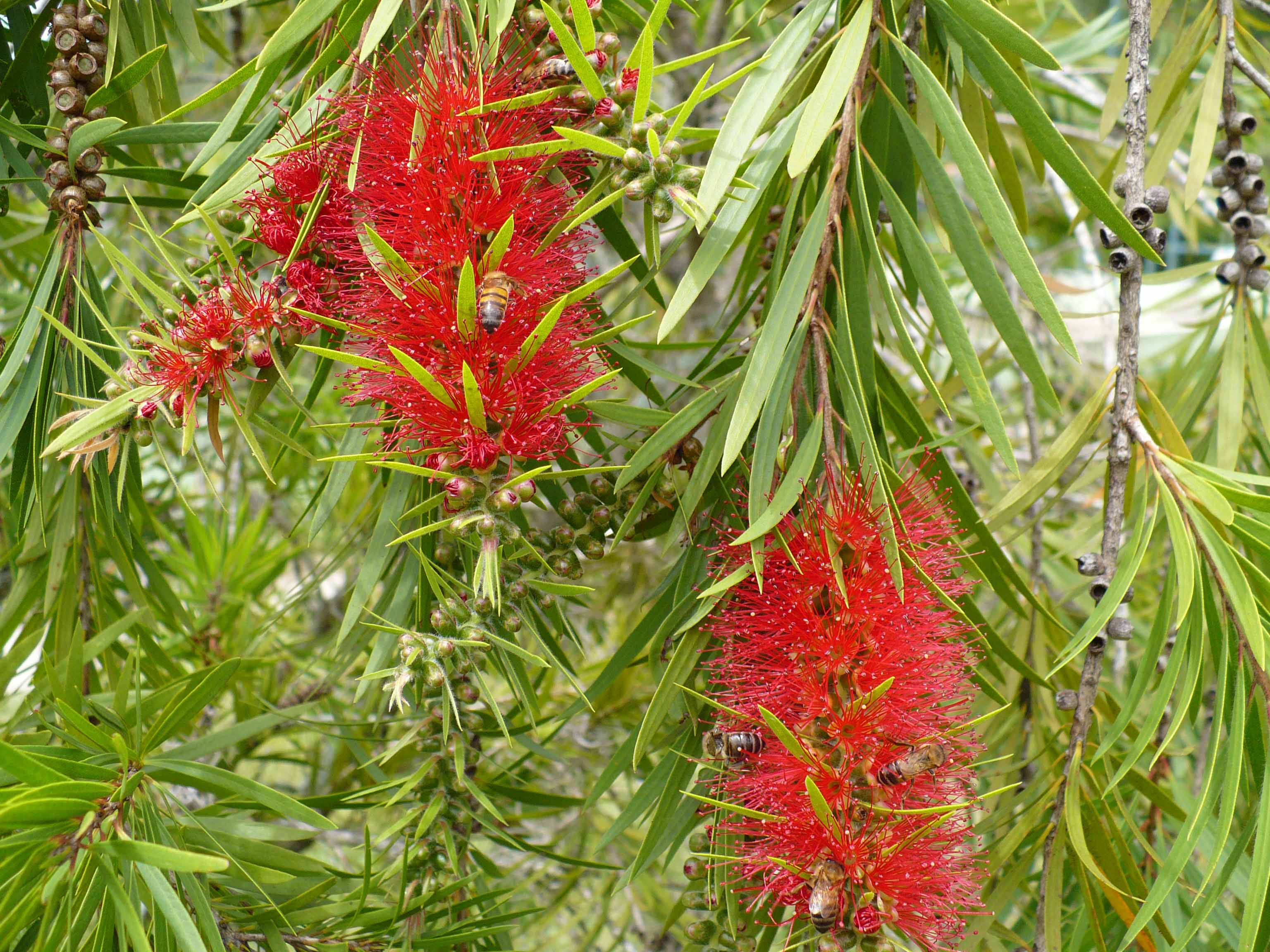 Myrtaceae Callistemon speciosus