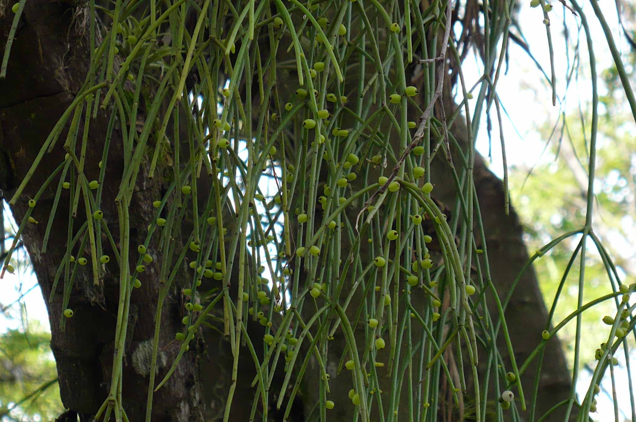 Cactaceae Rhipsalis baccifera