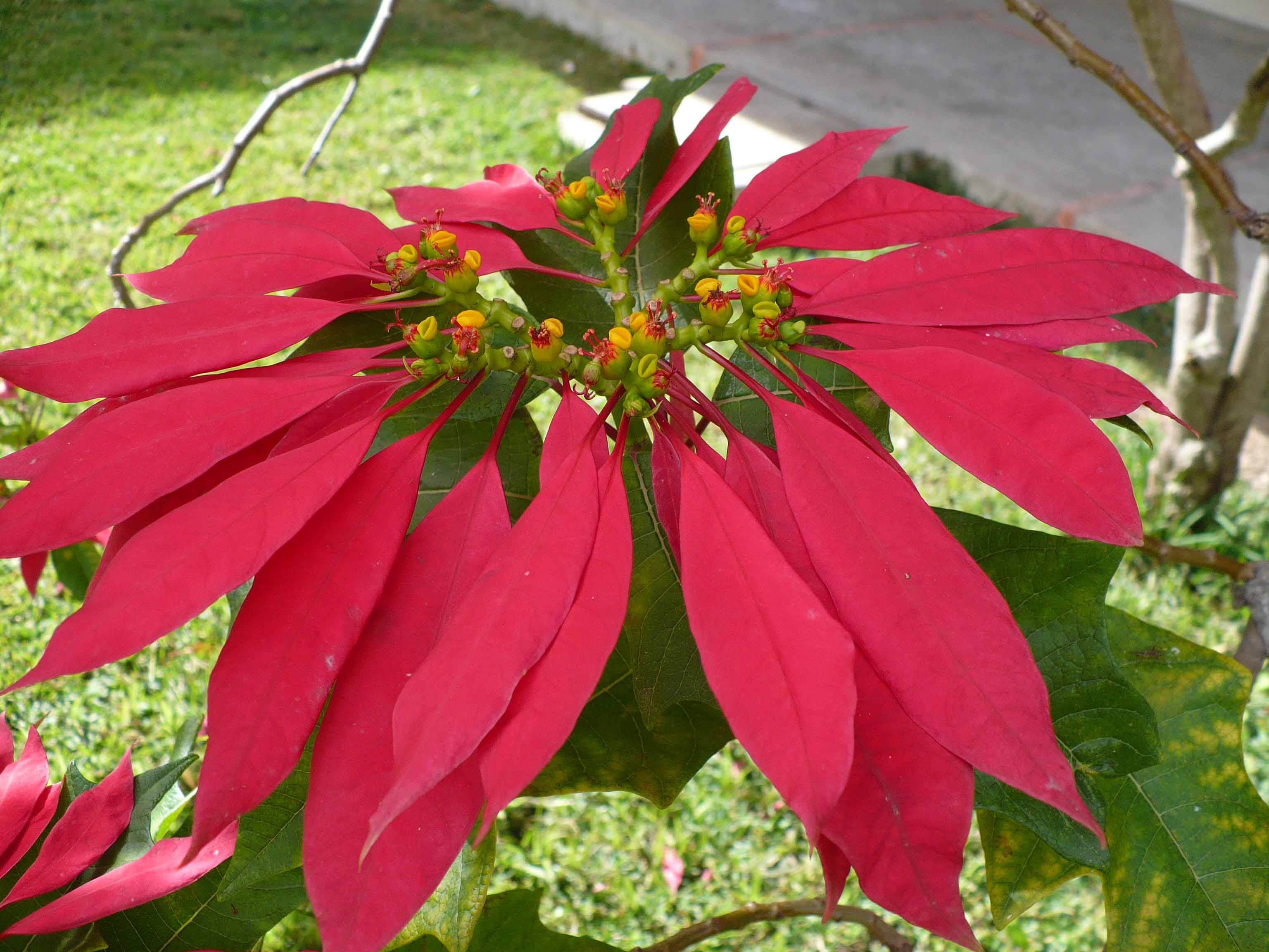 Euphorbiaceae Euphorbia pulcherrima