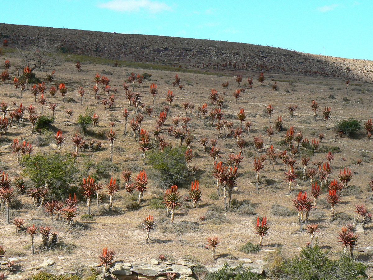 Asphodelaceae Aloe ferox