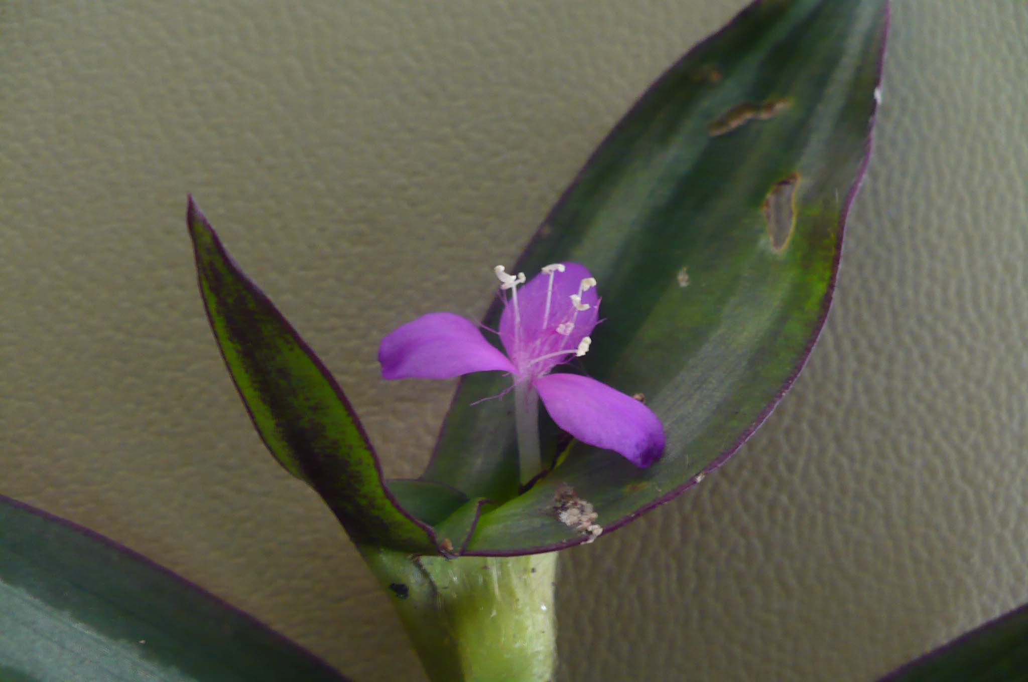 Commelinaceae Tradescantia pendula