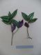 image of Tradescantia pendula