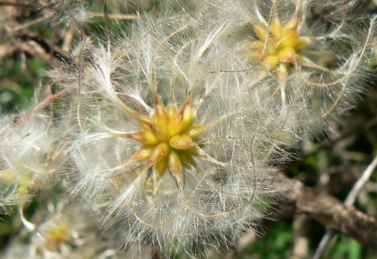 Ranunculaceae Clematis brachiata