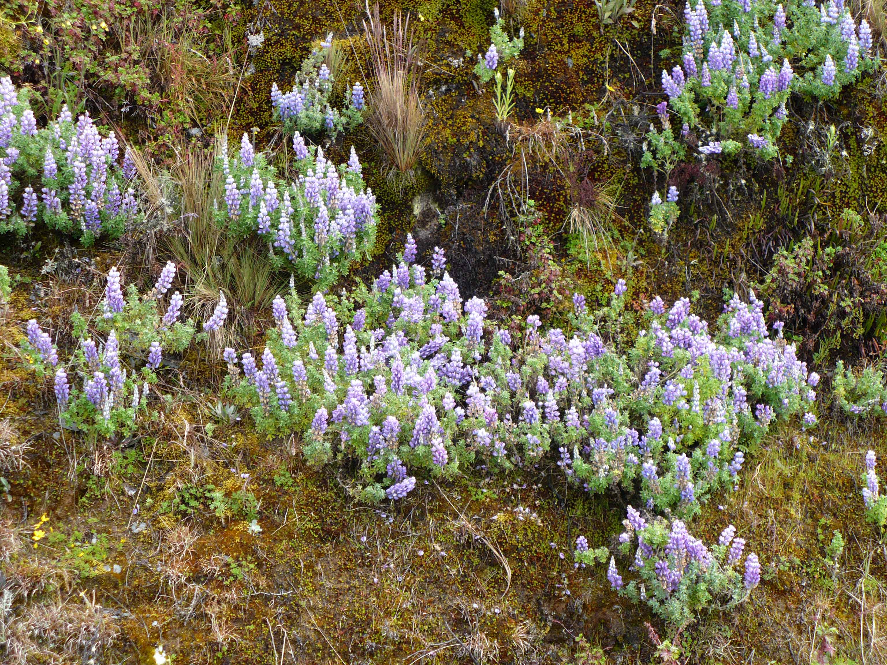 Fabaceae Lupinus meridanus