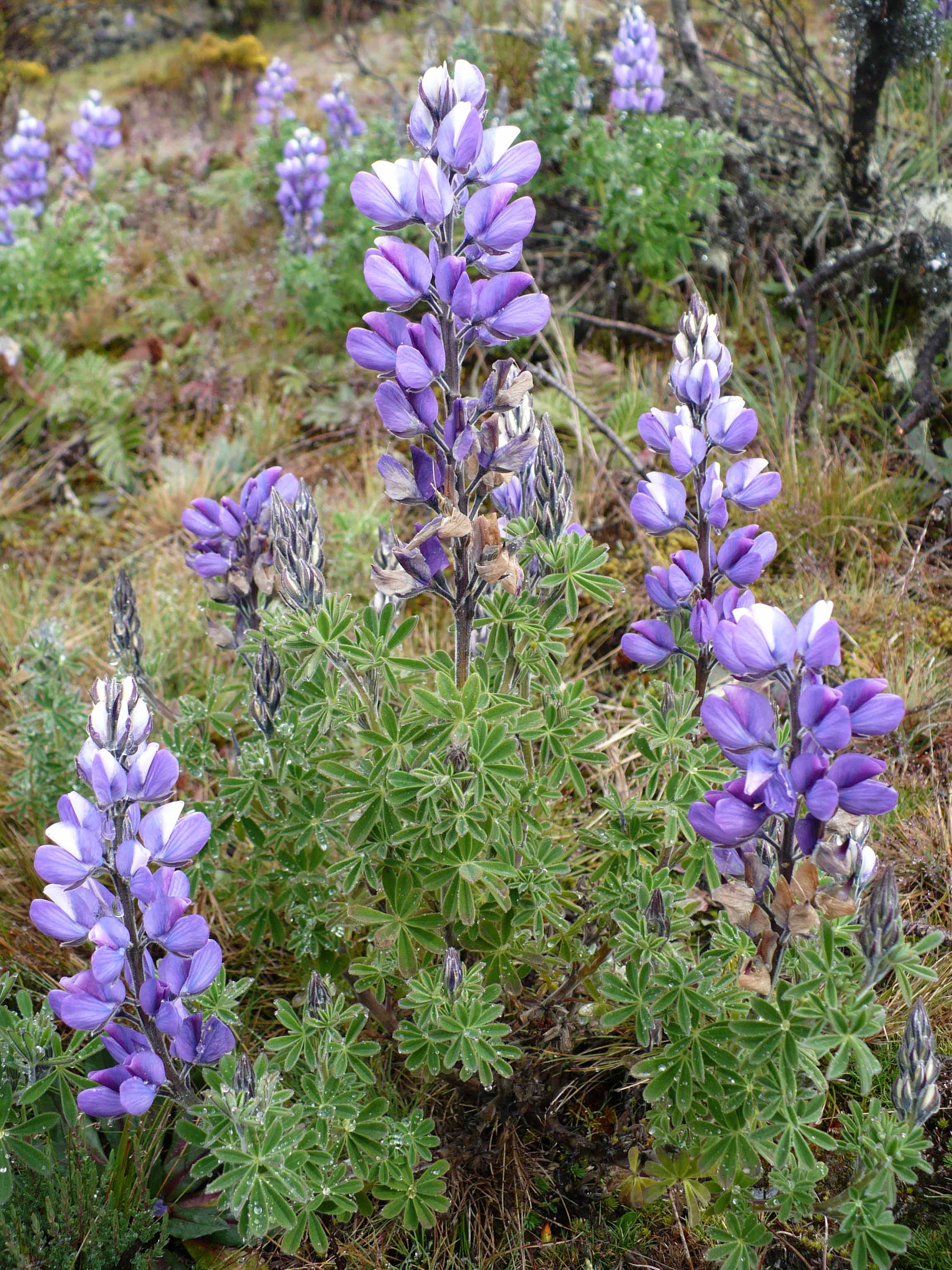 Fabaceae Lupinus meridanus