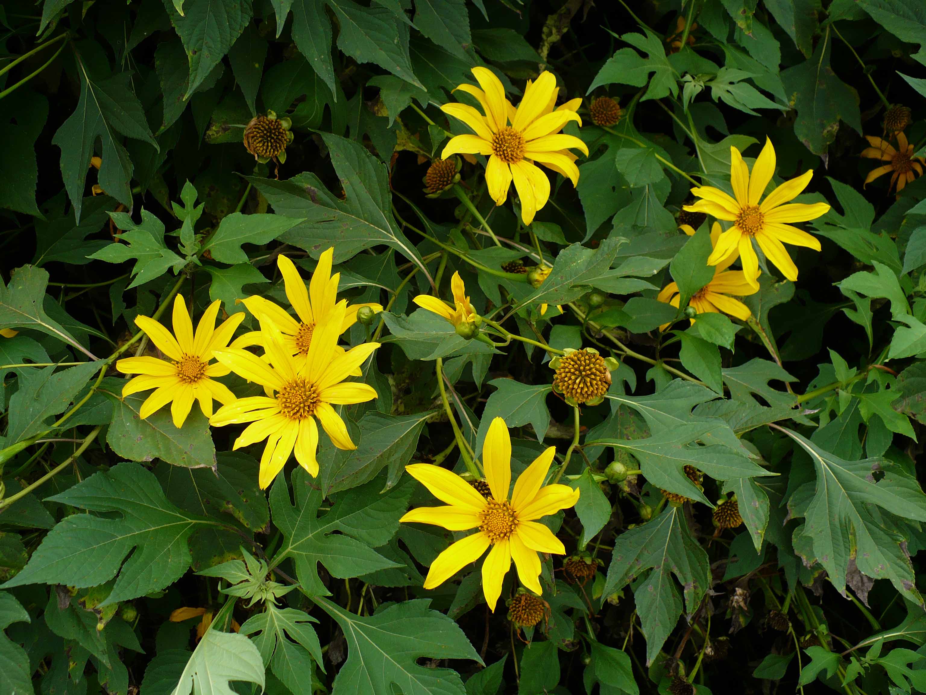 Asteraceae Tithonia diversifolia