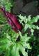 image of Dracunculus vulgaris