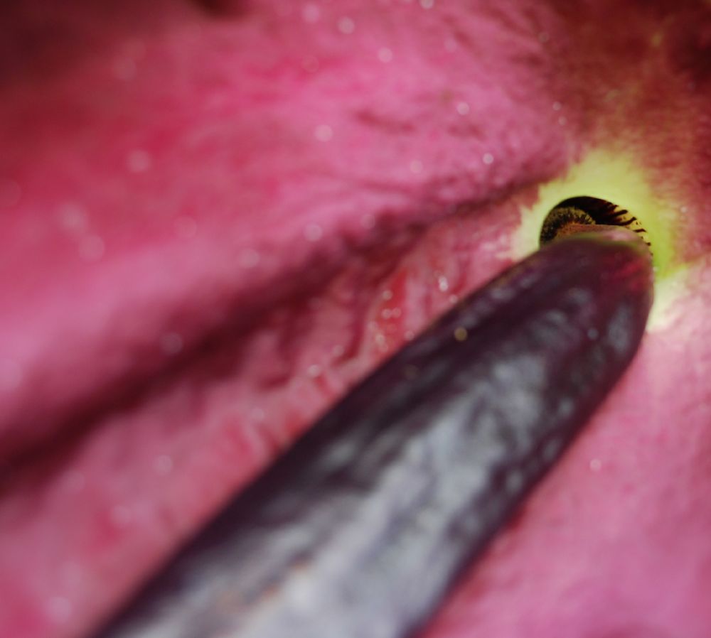 Araceae Dracunculus vulgaris