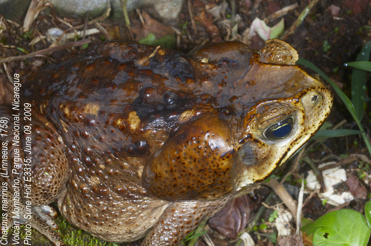 Bufonidae Chaunus marinus