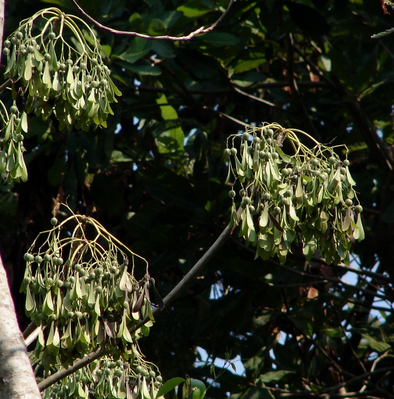 Hernandiaceae Gyrocarpus americanus