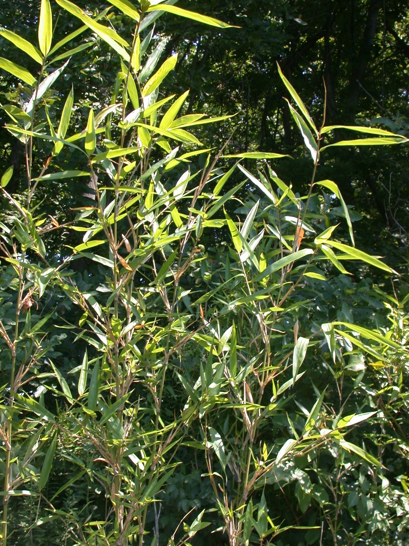 Poaceae Arundinaria gigantea