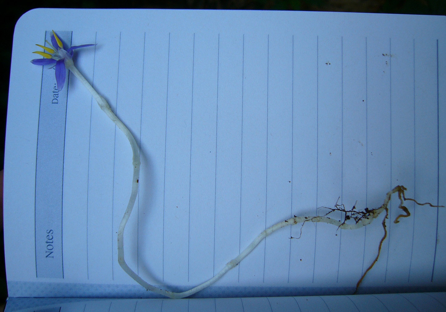 Gentianaceae Cotylanthera paucisquama